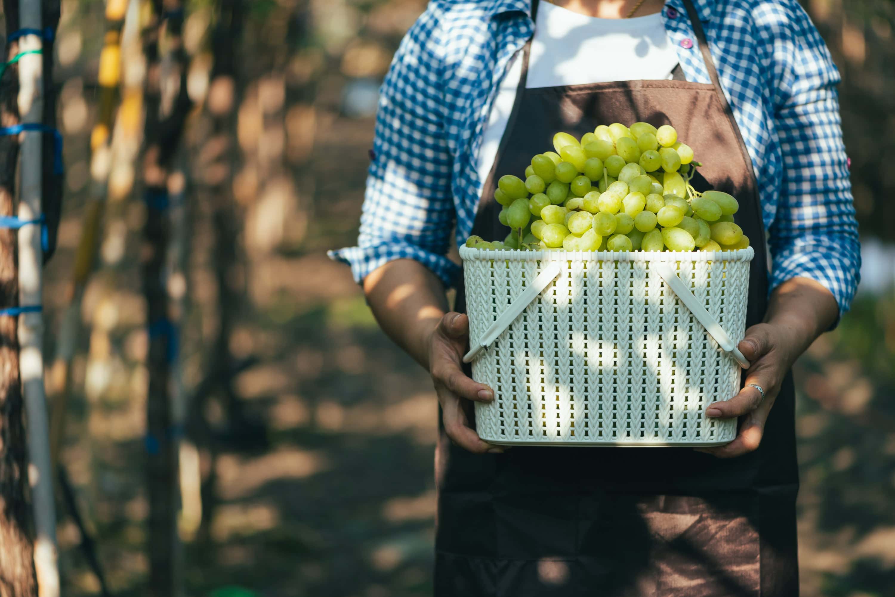California Wineries Growing Italian Varieties – Coravin EU