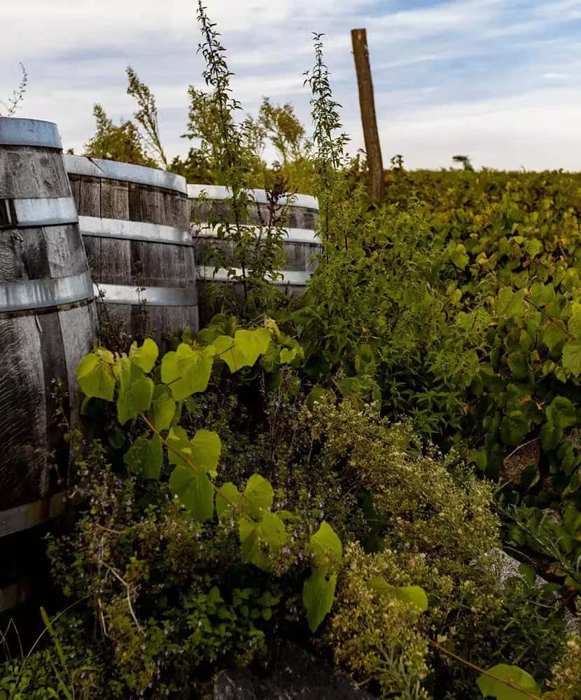 Weathered wooden wine barrels partially hidden by overgrown green vines and plants in a vineyard under a partly cloudy sky.
