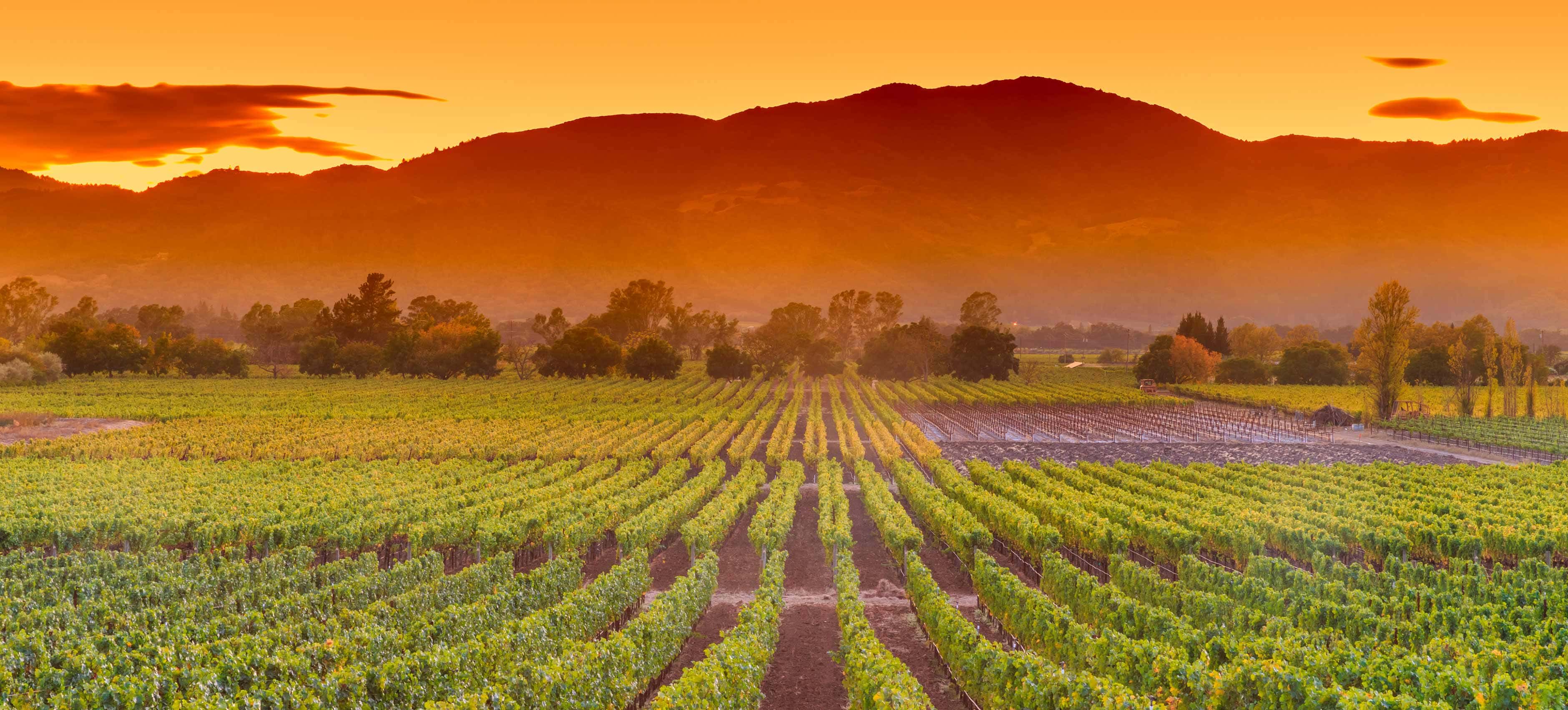 Scenic vineyard in California wine country at sunset, with rows of grapevines stretching toward a mountain silhouette under an orange sky.
